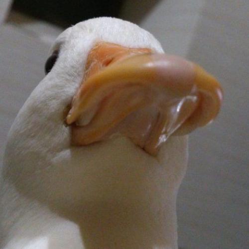 สมาชิกหมายเลข 6133417