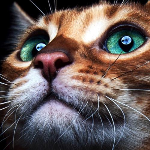 สมาชิกหมายเลข 6821385