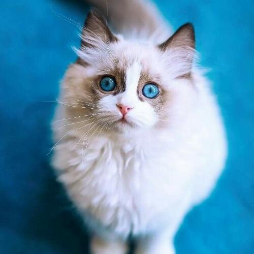 สมาชิกหมายเลข 4625476