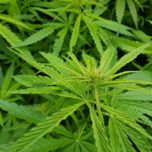 สมาชิกหมายเลข 3440587