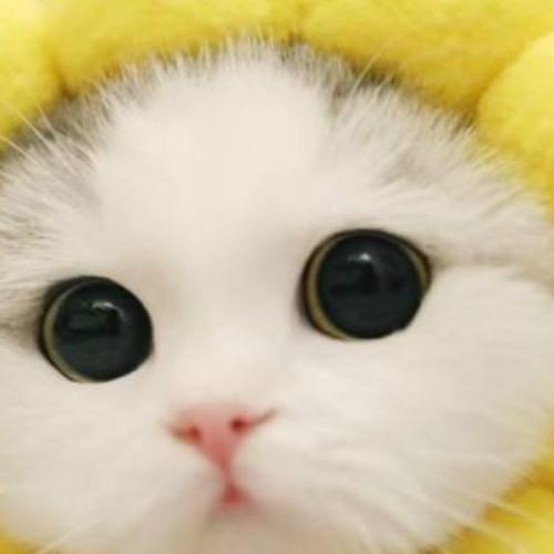 สมาชิกหมายเลข 4272876