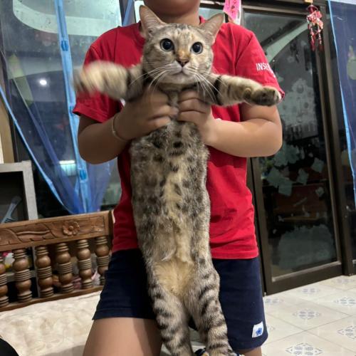 สมาชิกหมายเลข 8006211