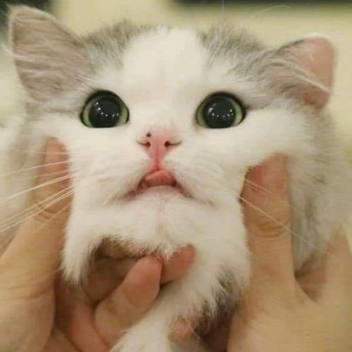 สมาชิกหมายเลข 5261332