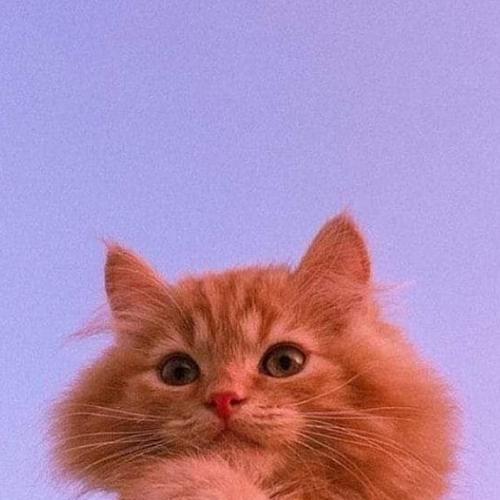 สมาชิกหมายเลข 6495258