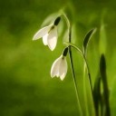 สมาชิกหมายเลข 4205384