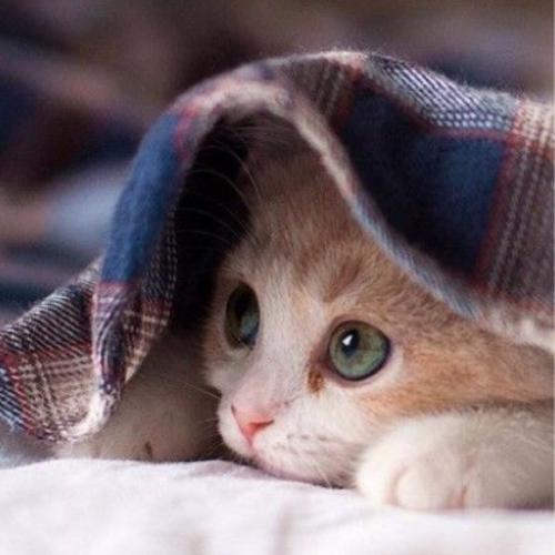 สมาชิกหมายเลข 5895201