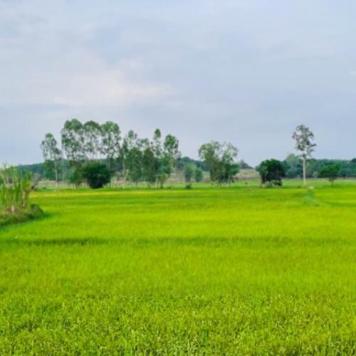 สมาชิกหมายเลข 6464645