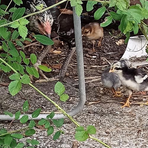 สมาชิกหมายเลข 6495306