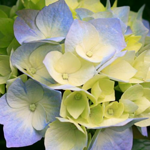 สมาชิกหมายเลข 7205028