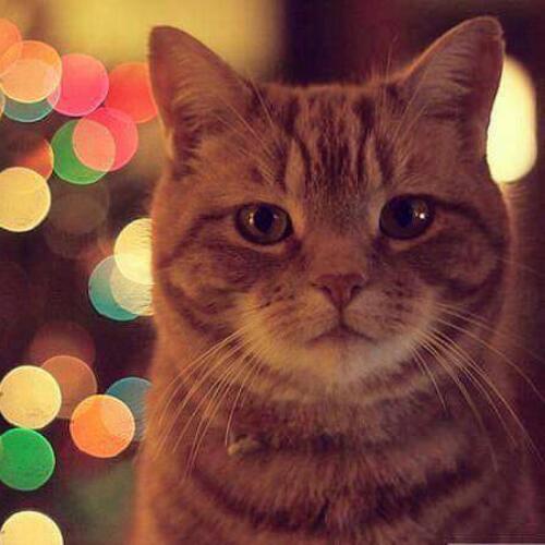 สมาชิกหมายเลข 4253100