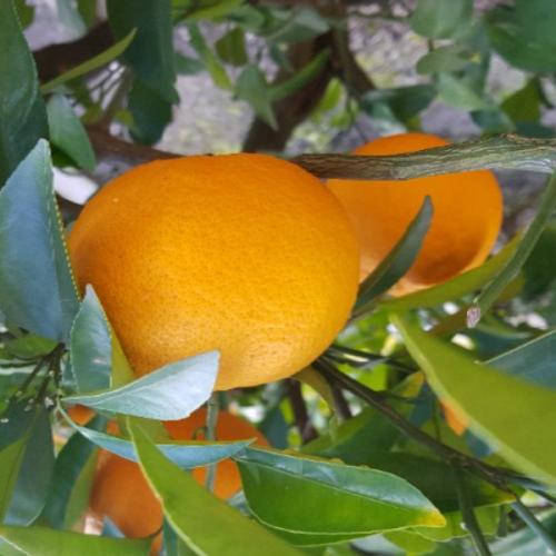 สมาชิกหมายเลข 1750411