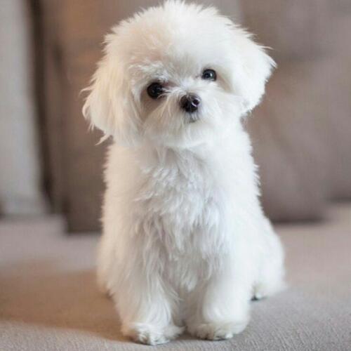 สมาชิกหมายเลข 4982270