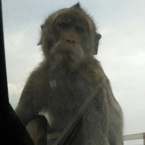 สมาชิกหมายเลข 4999516