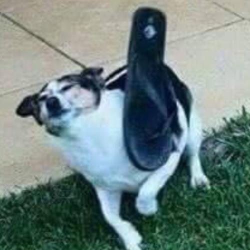 สมาชิกหมายเลข 5895159