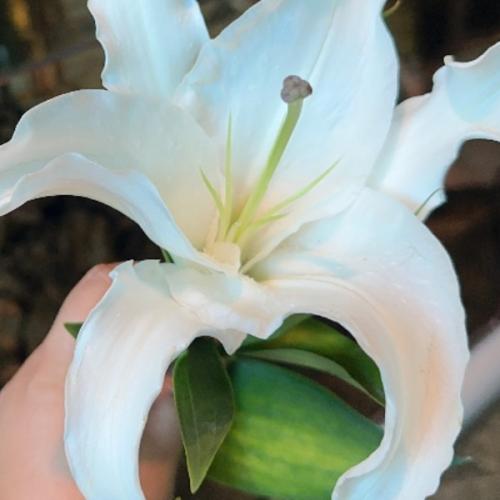 สมาชิกหมายเลข 2664527