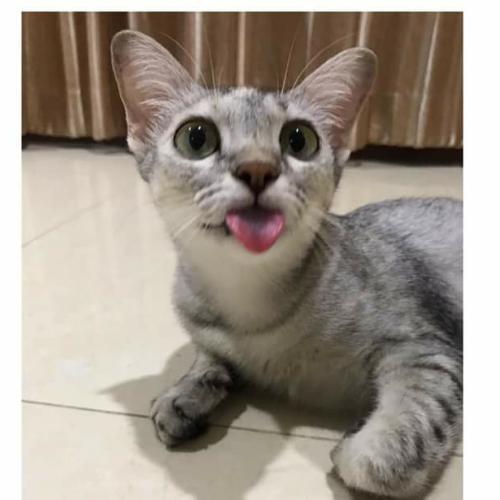 สมาชิกหมายเลข 2911751