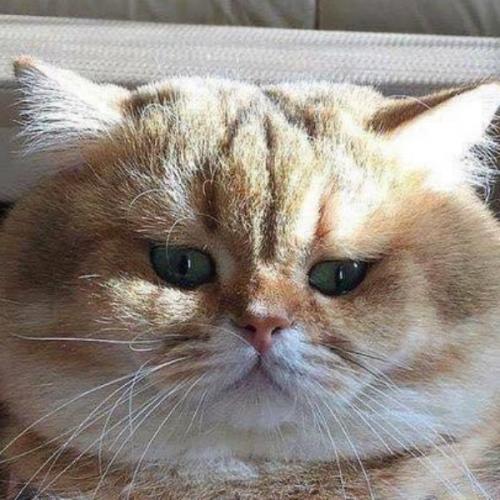 สมาชิกหมายเลข 5621172