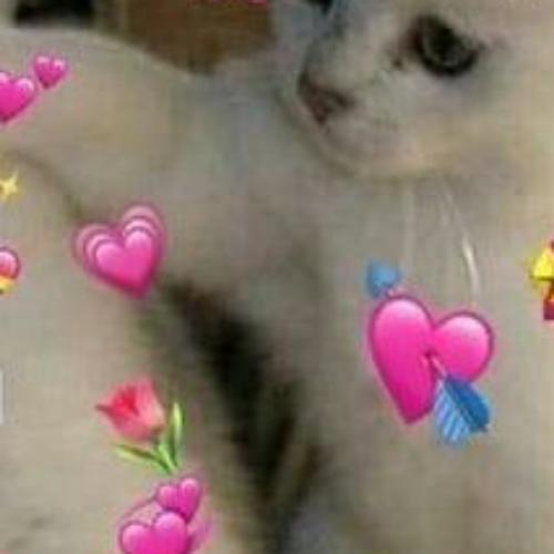 สมาชิกหมายเลข 7708273