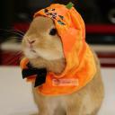 สมาชิกหมายเลข 4253888