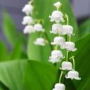 สมาชิกหมายเลข 4254416