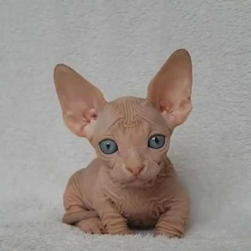 สมาชิกหมายเลข 4441667