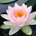 สมาชิกหมายเลข 4130447