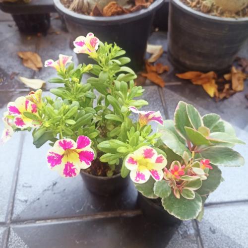 [^แก้มใส^]