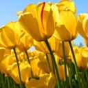 สมาชิกหมายเลข 3826350