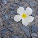 สมาชิกหมายเลข 3866152