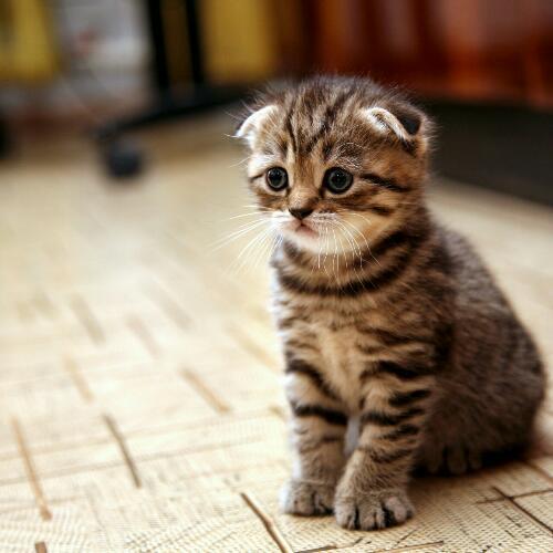 สมาชิกหมายเลข 4987654