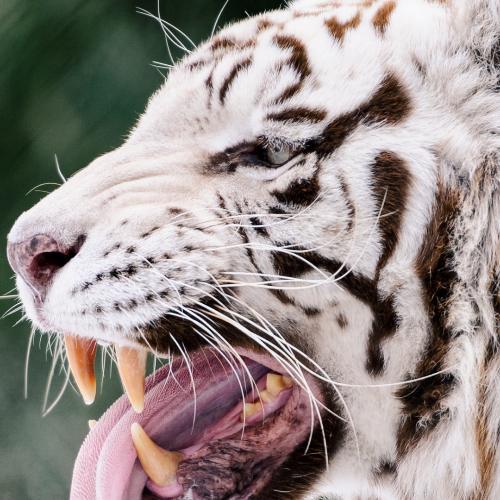 สมาชิกหมายเลข 5361356