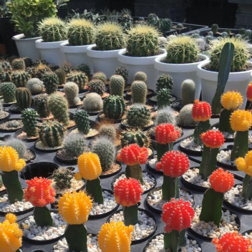 สมาชิกหมายเลข 1264825