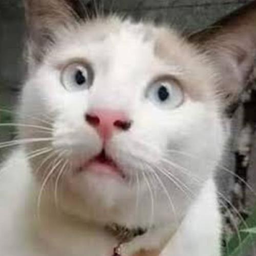 สมาชิกหมายเลข 5921144