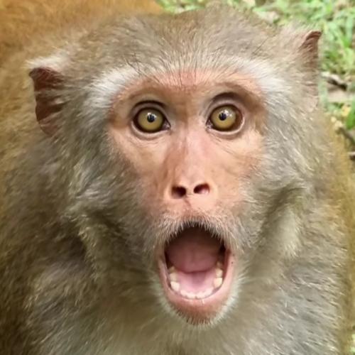 สมาชิกหมายเลข 5921810