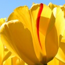 สมาชิกหมายเลข 4255663