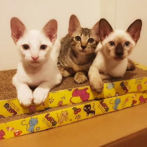 สมาชิกหมายเลข 1084091