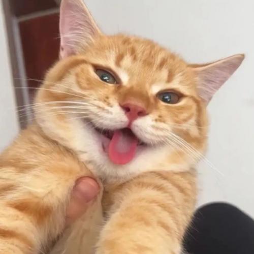 สมาชิกหมายเลข 7985057