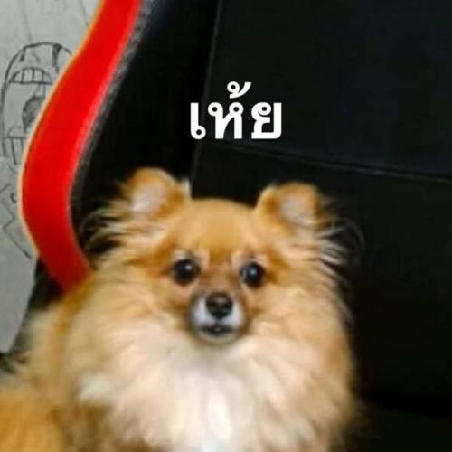 สมาชิกหมายเลข 3269286