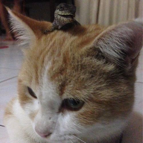 สมาชิกหมายเลข 1676336