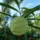 สมาชิกหมายเลข 2183972