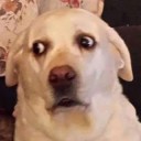 สมาชิกหมายเลข 2333291