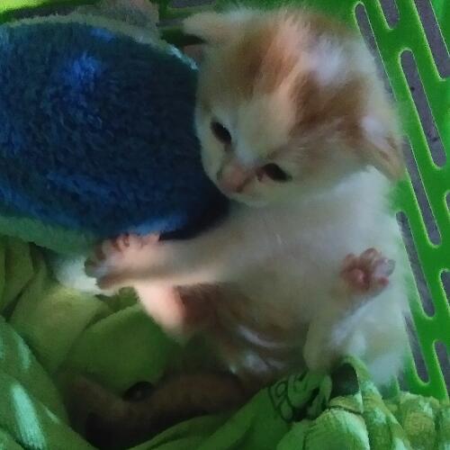 สมาชิกหมายเลข 4641453