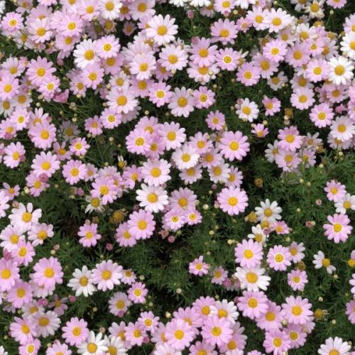 สมาชิกหมายเลข 7893981