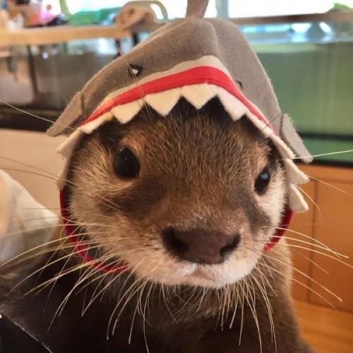 สมาชิกหมายเลข 8780523