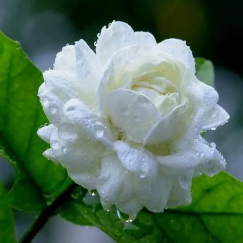 สมาชิกหมายเลข 5086720