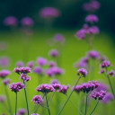 สมาชิกหมายเลข 5397165