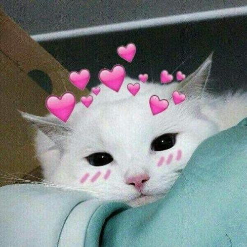 สมาชิกหมายเลข 5419239