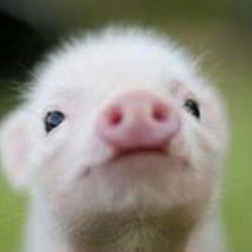 สมาชิกหมายเลข 6247135