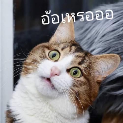 แมวนักร้อง