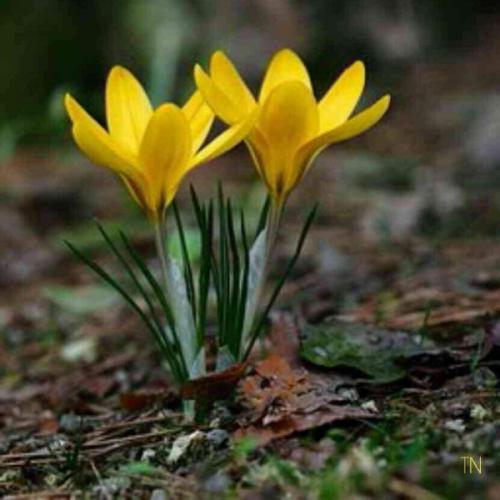 สมาชิกหมายเลข 4642313